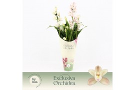 Cymbidium Cymbidium, Yuki 4-spike Exclusiva Orchidea Potcover 4 tak/pl
