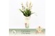 Cymbidium Cymbidium, Yuki 5-spike Exclusiva Orchidea Potcover 5 tak/pl 