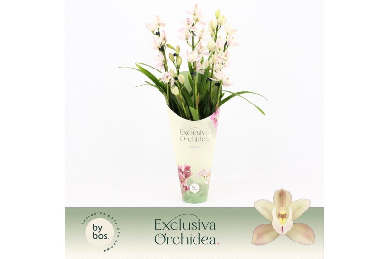 Cymbidium Cymbidium, Yuki 5-spike Exclusiva Orchidea Potcover 5 tak/pl 