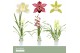 Cymbidium mix Cymbidium, Mix 1-spike Orchid Collection P9 1 tak/plnt 3 