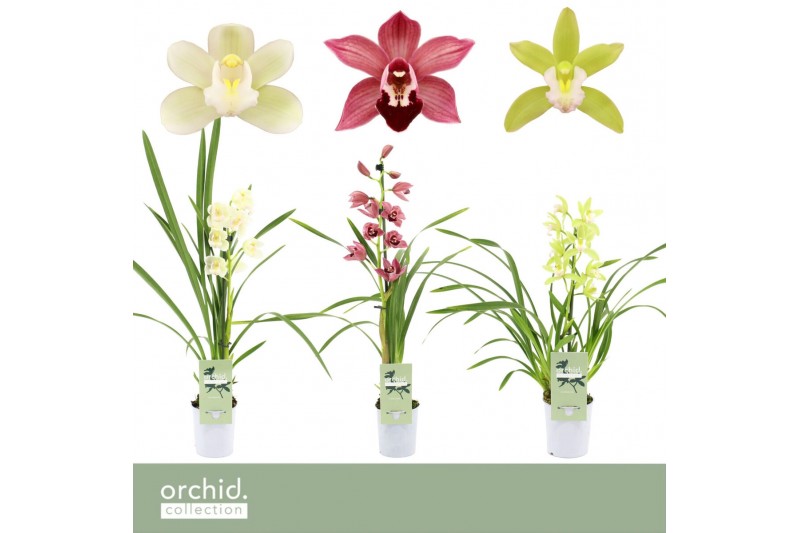 Cymbidium mix Cymbidium, Mix 1-spike Orchid Collection P9 1 tak/plnt 3 