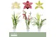 Cymbidium mix Cymbidium, Mix 2-spike Orchid Collection P9 2 tak/plnt 3 