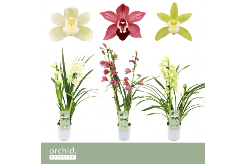 Cymbidium mix Cymbidium, Mix 2-spike Orchid Collection P9 2 tak/plnt 3 