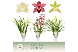 Cymbidium mix Cymbidium, Mix 3/4-spike Exclusiva Orchidea P9 3 tak/pln