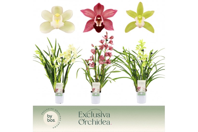 Cymbidium mix Cymbidium, Mix 3/4-spike Exclusiva Orchidea P9 3 tak/pln 