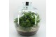 Arrangementen kamerplanten GRCR-2614 Green Essentials terrarium 4 pp 