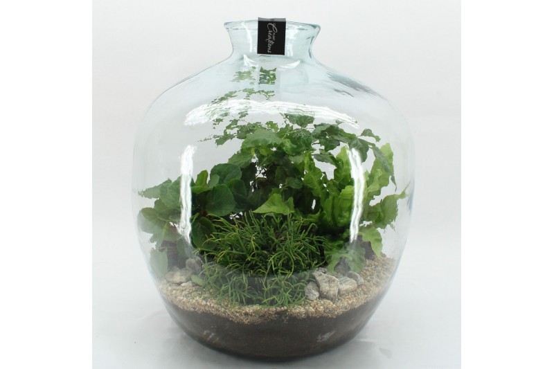 Arrangementen kamerplanten GRCR-2614 Green Essentials terrarium 4 pp 