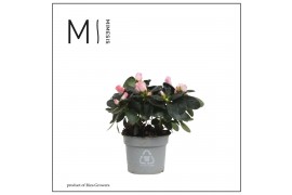 Rhododendron simsii hellmut vogel Mimesis Azalea - 9cm Roze17 cm diame