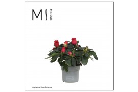 Rhododendron simsii hellmut vogel Red