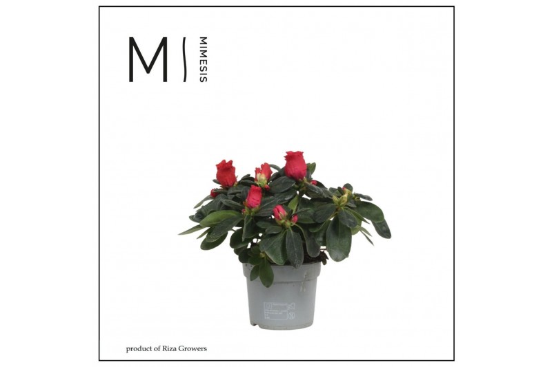 Rhododendron simsii hellmut vogel Red 