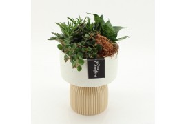 Arrangementen succulenten SUCR-2627 Succulent Essentials 3 pp