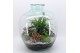 Arrangementen kamerplanten GRCR-2616 Green Essentials terrarium 5 pp 