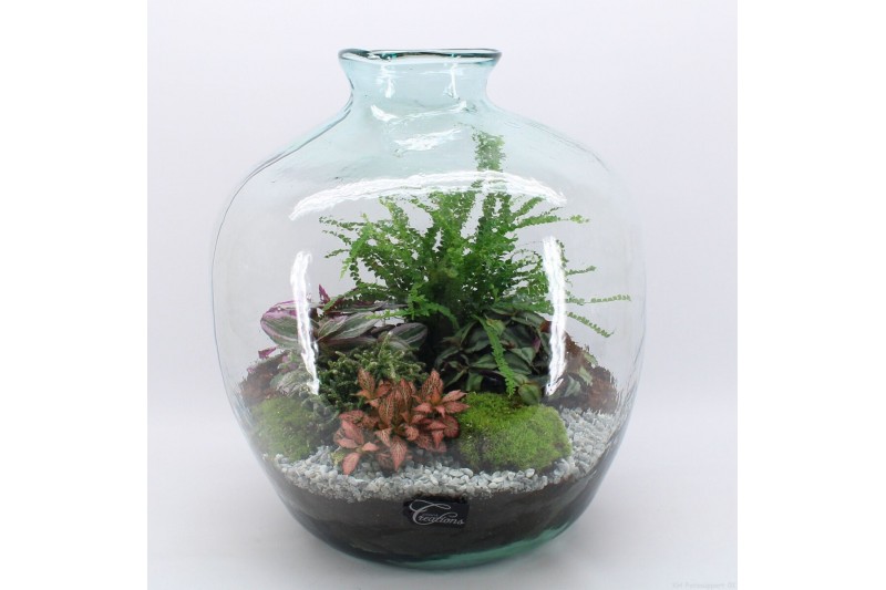 Arrangementen kamerplanten GRCR-2616 Green Essentials terrarium 5 pp 