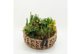 Arrangementen tuinplanten BLCR-2628 Bulbs creations 6 pp