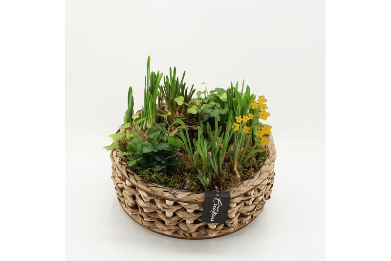 Arrangementen tuinplanten BLCR-2628 Bulbs creations 6 pp 