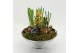 Arrangementen tuinplanten BLCR-2637 Bulbs creations 2 pp 