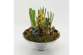 Arrangementen tuinplanten BLCR-2637 Bulbs creations 2 pp
