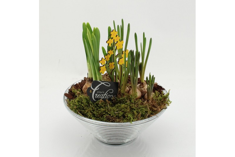 Arrangementen tuinplanten BLCR-2637 Bulbs creations 2 pp 