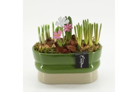 Arrangementen tuinplanten BLCR-2641 Bulbs creations 3 pp