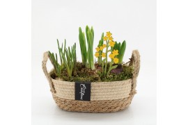 Arrangementen tuinplanten BLCR-2625 Bulbs creations 3 pp