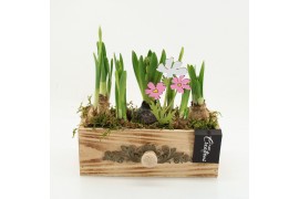 Arrangementen tuinplanten BLCR-2627 Bulbs creations 3 pp
