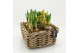 Arrangementen tuinplanten BLCR-2621 Bulbs creations 5 pp 