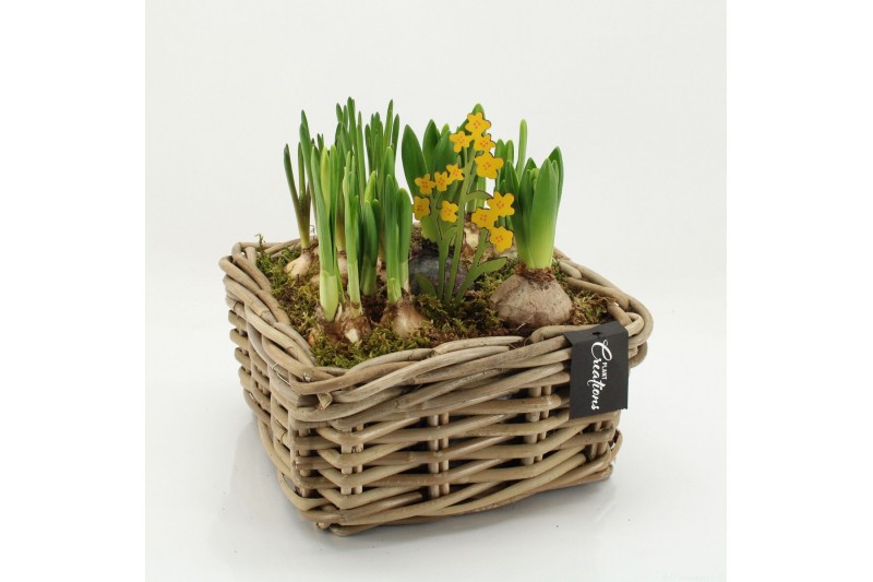Arrangementen tuinplanten BLCR-2621 Bulbs creations 5 pp 