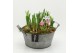 Arrangementen tuinplanten BLCR-2618 Bulbs creations 4 pp 