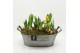Arrangementen tuinplanten BLCR-2619 Bulbs creations 6 pp 