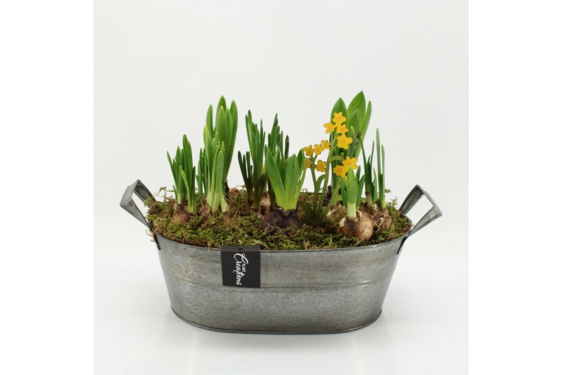 Arrangementen tuinplanten BLCR-2619 Bulbs creations 6 pp 