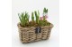 Arrangementen tuinplanten BLCR-2620 Bulbs creations 3 pp 