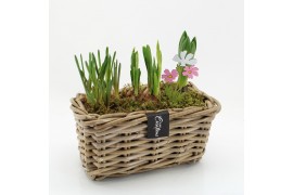 Arrangementen tuinplanten BLCR-2620 Bulbs creations 3 pp
