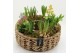 Arrangementen tuinplanten BLCR-2629 Bulbs creations 8 pp 