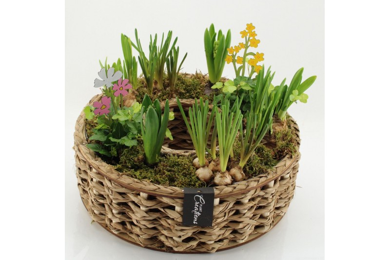 Arrangementen tuinplanten BLCR-2629 Bulbs creations 8 pp 