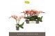 Phalaenopsis roze Tablo Rosé 2 spike25 bl. 2 tak/plnt 