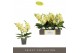 Phalaenopsis geel Tablo Limoncello 3 spike30 bl. 3 tak/plnt 