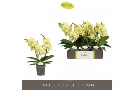 Phalaenopsis geel Tablo Limoncello 3 spike30 bl. 3 tak/plnt