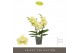 Phalaenopsis geel Tablo Limoncello 3 spike30 bl. 3 tak/plnt 