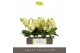 Phalaenopsis geel Tablo Limoncello 3 spike30 bl. 3 tak/plnt 