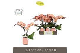Phalaenopsis roze Tablo Rosé 2 spike in Molise Salmon Aquo25 bl. 2 tak