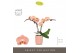 Phalaenopsis roze Tablo Rosé 2 spike in Molise Salmon Aquo25 bl. 2 tak 