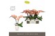 Phalaenopsis roze Tablo Rose 2 spike in Emilia White Aquo 25 bl. 2 tak 