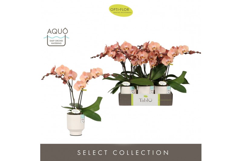 Phalaenopsis roze Tablo Rose 2 spike in Emilia White Aquo 25 bl. 2 tak 