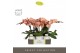 Phalaenopsis roze Tablo Rose 2 spike in Emilia White Aquo 25 bl. 2 tak 
