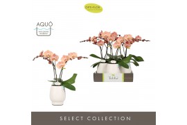 Phalaenopsis roze Tablo Rosé 2 spike in Abruzzo White Aquo 25 bl. 2 ta