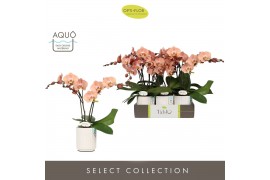 Phalaenopsis roze Tablo Rosé 2 spike in Molise White Aquo 25 bl. 2 tak
