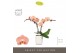 Phalaenopsis roze Tablo Rosé 2 spike in Molise White Aquo 25 bl. 2 tak 