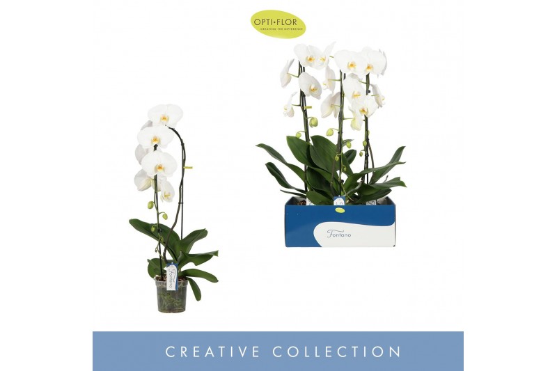 Phalaenopsis anthura madrid Fontano Wealth 1 spikebl.  tak/plnt 2000 g 