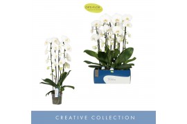 Phalaenopsis anthura madrid Fontano Wealth 2 spikebl.  tak/plnt 2000 g