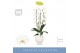 Phalaenopsis wit Fontano Wealth 2 spike in Abruzzo White Aquo 18 bl. 2 